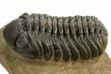 Detailed Phacopid (Morocops) Trilobite - Foum Zguid, Morocco #325883-1